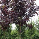 5 Seeds Prunus virginiana Shubert PURPLE CHOKECHERRY TREE (Seeds)