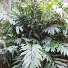5 Seeds Wallichia oblongifolia DWARF WALLICHS HIMALAYAN PALM (Seeds)