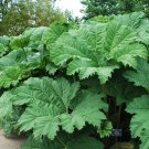 5 Seeds Gunnera manicata GIANT UMBRELLA PLANT (Seeds)