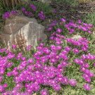 10 Seeds Delosperma cooperi PURPLE ICE PLANT Hardy Exotic (Seeds)