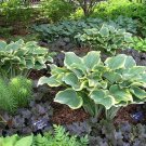 5 Seeds Hosta Sagae BLUE & GOLD VARIEGATED LEAVES (Seeds) 5 Seeds Hosta Sagae BLUE & GOLD VARIEGATED LEAVES (Seeds)