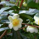5 Seeds Camellia sinensis darjeeling HARDY TEA CAMELLIA (Seeds)