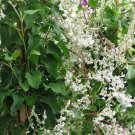 5 Seeds Polygonum aubertii SILVERLACE VINE (Seeds)