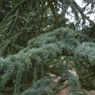 5 Seeds Cedrus libani CEDAR OF LEBANON (Seeds)