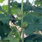 10 Seeds Abelmoschus esculentus MOTHERLAND OKRA - Delicious and VERY Ornamental (Seeds)