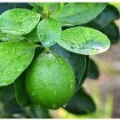 5 Seeds Citrus aurantifolia KEY LIME Tree (Seeds)