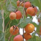 5 Seeds Diospyros virginiana AMERICAN PERSIMMON TREE (Seeds) 5 Seeds Diospyros virginiana AMERICAN PERSIMMON TREE (Seeds)