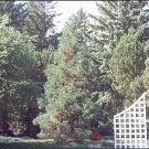 10 Seeds Sequoiadendron giganteum BLUE GIANT SEQUOIA (Seeds)