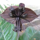 5 Seeds Tacca chanteri BAT FLOWER Unusual Black Flowers (Seeds) 5 Seeds Tacca chanteri BAT FLOWER Unusual Black Flowers (Seeds)