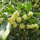 5 Seeds Osmanthus fragrans SWEET OLIVE Shrub (Seeds)