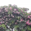 5 Seeds Cassia renigera BURMESE PINK SHOWER TREE pink flowers (Seeds)