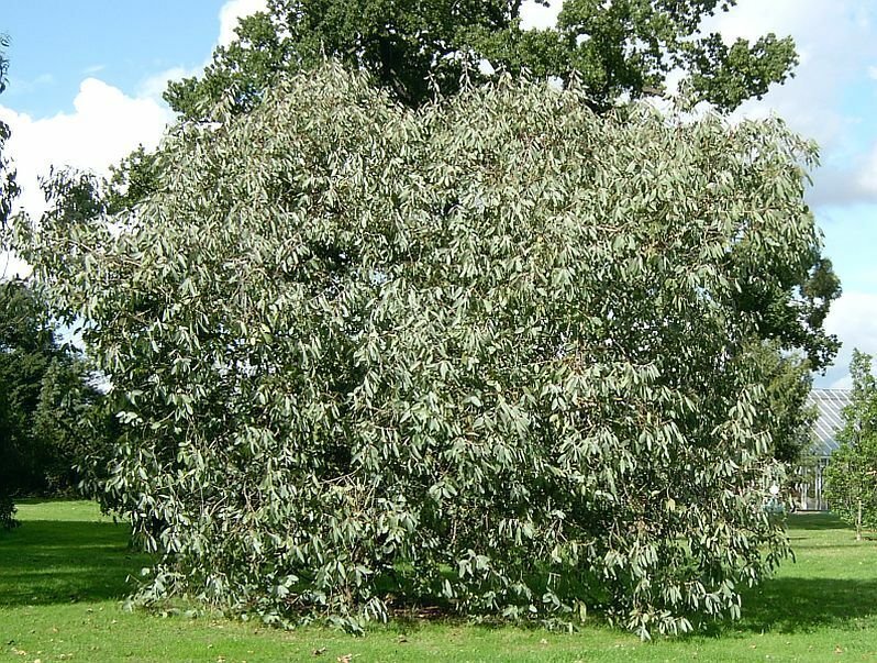 5 Seeds Eucalyptus neglecta HARDY EUCALYPTUS TREE (Seeds)