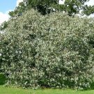 5 Seeds Eucalyptus neglecta HARDY EUCALYPTUS TREE (Seeds) 5 Seeds Eucalyptus neglecta HARDY EUCALYPTUS TREE (Seeds)