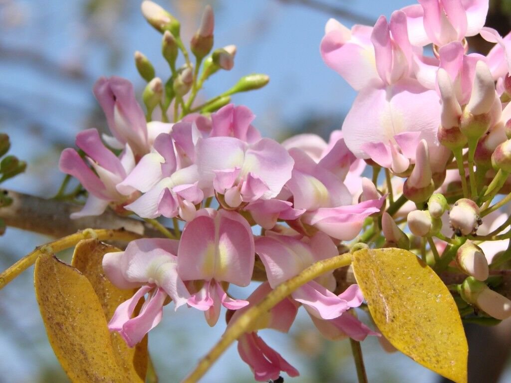 5 Seeds Gliricidia sepium QUICK STICK (Seeds)