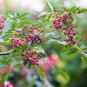 5 Seeds Zanthoxylum simulans SZECHUAN PEPPER (Seeds)