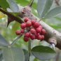 5 Seeds Zanthoxylum simulans SZECHUAN PEPPER (Seeds)