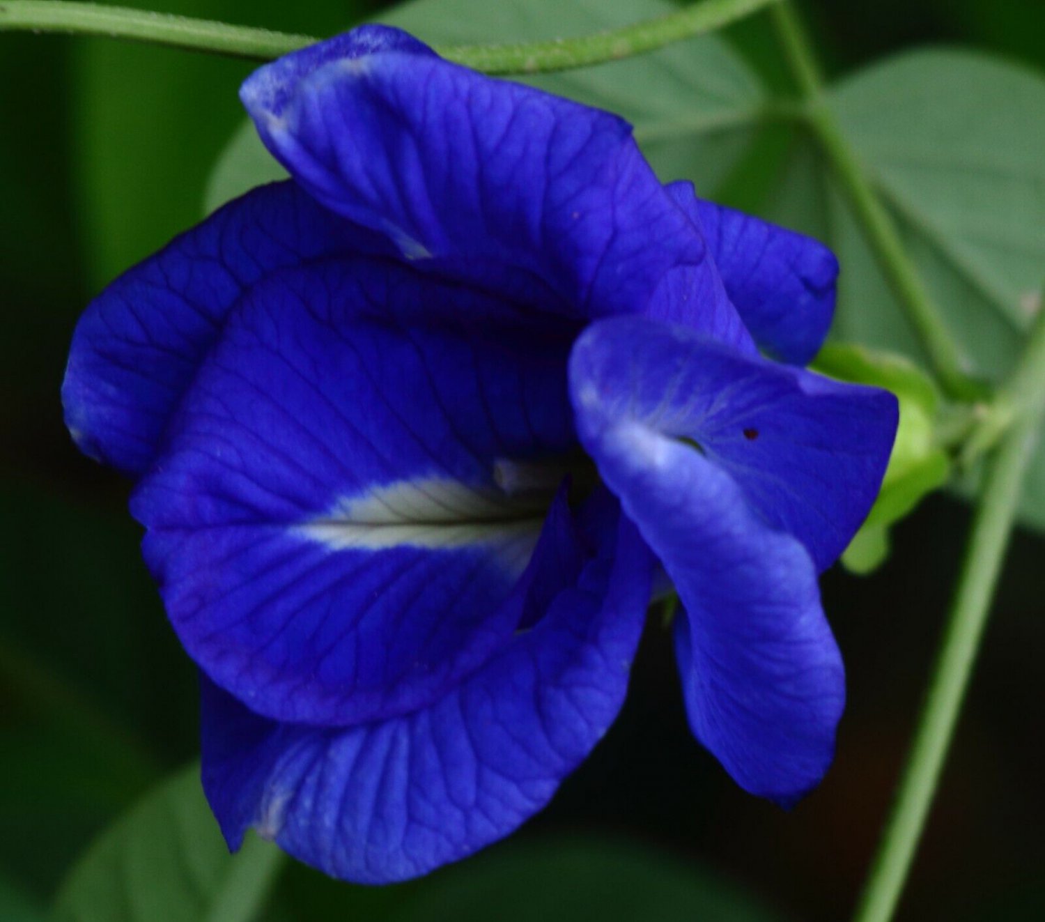 5 Seeds Clitoria ternatea RARE DOUBLE BLUE FLOWERS Exotic Vine (Seeds)