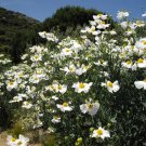 10 Seeds Romneya coulteri PERENNIAL (Seeds)