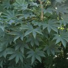 5 Seeds Kalopanax septemlobus ARALIA TREE (Seeds)