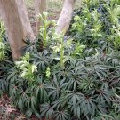 5 Seeds Helleborus foetidus STINKING HELLEBORE - EVERGREEN LEAVES (Seeds)