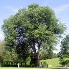 10 Seeds Ulmus americana AMERICAN ELM TREE (Seeds)