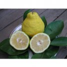 5 Seeds Citrus sulcata SAMBOKAN LEMON Sweetest Lemon Tree (Seeds)