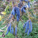 5 Seeds Decaisnea fargesii HIMALAYAN BLUE BEAN Shrub (Seeds)