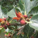 5 Seeds Ficus rumphii UNIQUE TREE Exotic (Seeds)