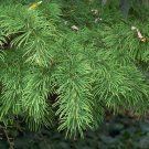 5 Seeds Pseudolarix amabilis UNUSUAL TREE (Seeds)