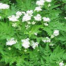 10 Seeds Myrrhis odorata ANISE or SWEET CICELY or MYRRH Herb (Seeds)