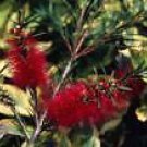 10 Seeds Callistemon Woodlanders Red HARDY RED BOTTLEBRUSH (Seeds)