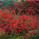 5 Seeds Zauschneria garrettii HARDY PERENNIAL (Seeds)