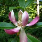 5 Seeds Magnolia insignis (Manglietia) EVERGREEN - FRAGRANT FLOWERS (Seeds)