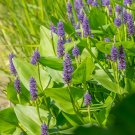 5 Seeds Pontederia cordata PICKEREL RUSH - Aquatic (Seeds)