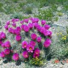 10 Seeds Echinocereus stramineus HARDY HEDGEHOG CACTUS (Seeds)