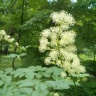 10 Seeds Aralia cordata HARDY EXOTIC (Seeds)