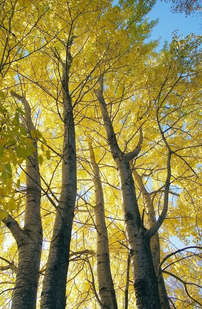 5 Seeds Populus tremula ASPEN TREE (Seeds)