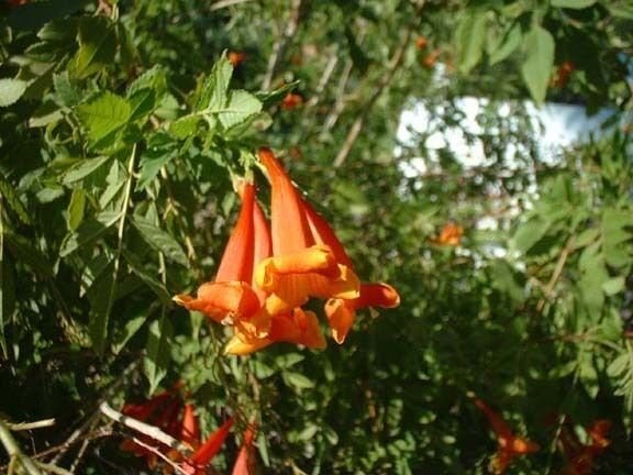5 Seeds Tecoma stans Orange Jubilee ORANGE BELLS Exotic (Seeds)