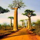 5 Seeds Adansonia digitata BAOBAB TREE Exotic (Seeds)