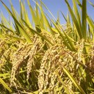 10 Seeds Oryza sativa BLACK BRAN RICE (Seeds)