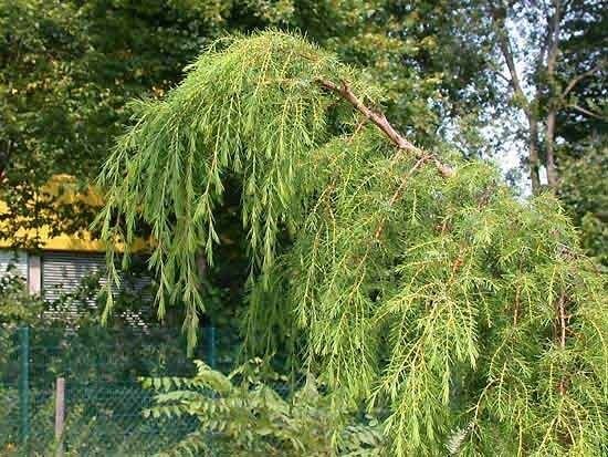 10 Seeds Juniperus rigida WEEPING TEMPLE JUNIPER (Seeds)
