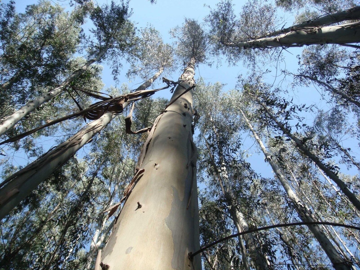10 Seeds Eucalyptus nitens COLD HARDY (Seeds)