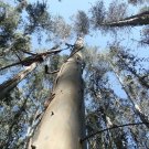 10 Seeds Eucalyptus nitens COLD HARDY (Seeds)