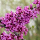 10 Seeds Cercis gigantea GIANT REDBUD TREE (Seeds)
