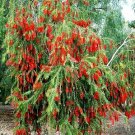 5 Seeds Callistemon viminalis WEEPING RED BOTTLEBRUSH (Seeds)