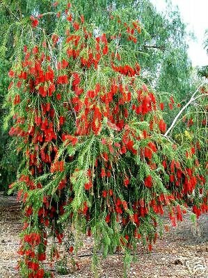 5 Seeds Callistemon viminalis WEEPING RED BOTTLEBRUSH (Seeds)