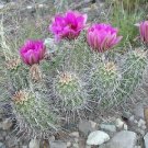 10 Seeds Echinocereus fendleri Hardy Hedgehog Cactus (Seeds)