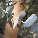 10 Seeds Eucalyptus perriniana SPINNING GUM - COLD HARDY (Seeds)