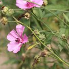 10 Seeds Althaea cannabina PALM LEAVED MARSH MALLOW (Seeds)
