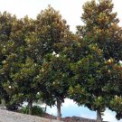 5 Seeds Magnolia grandiflora LITTLE GEM SOUTHERN MAGNOLIA (Seeds)